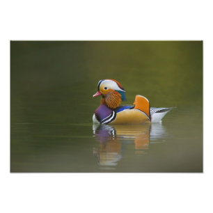 Impression Photo Canard mandarin sauvage (Aix galericulata) sur fon