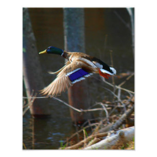 Impression Photo Canard masculin de Mallard en vol