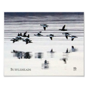 Impression Photo Canards Bufflehead sur le lac Higgins