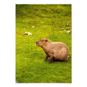 Impression Photo Capybara