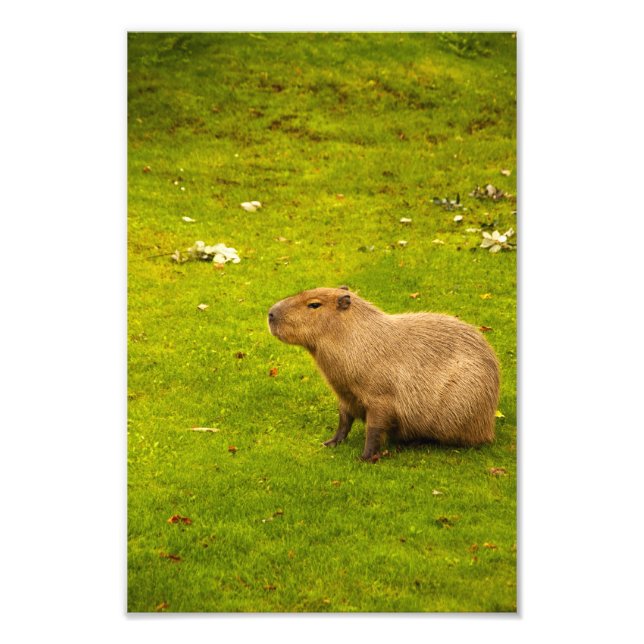 Impression photo Capybara (Devant)