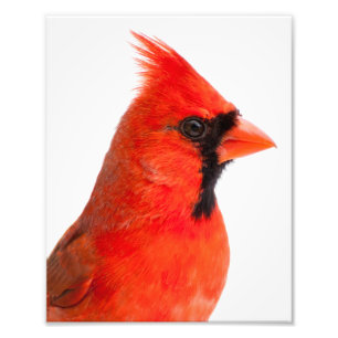 Impression Photo Cardinal