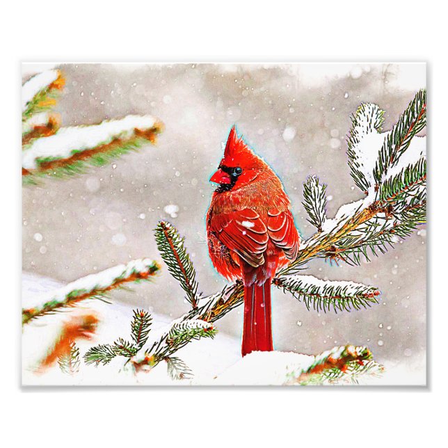 Impression Photo Cardinal dans un pin en hiver (Devant)