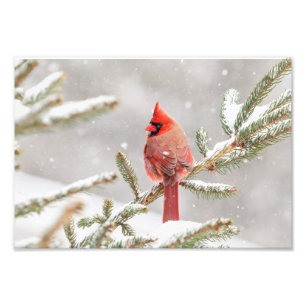 Impression Photo Cardinal d'hiver