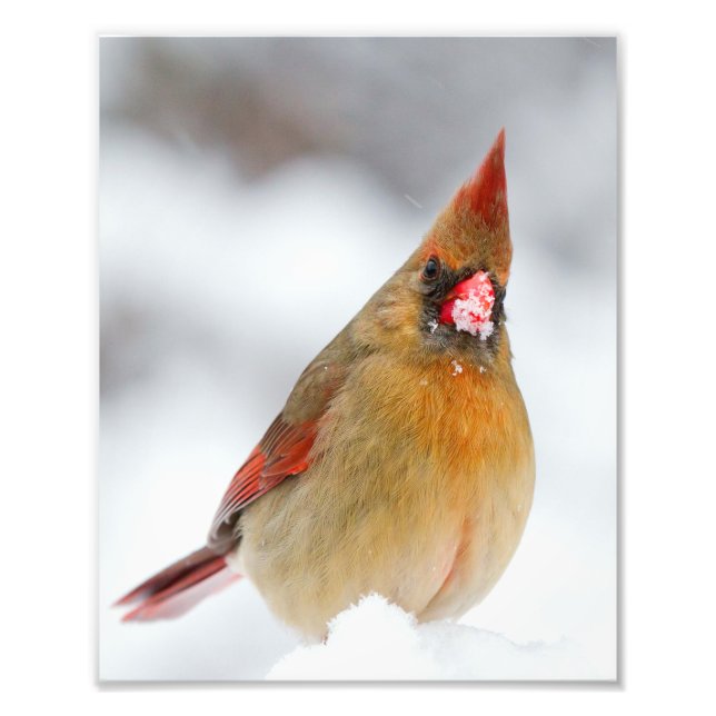 Impression Photo Cardinal du Nord avec bec plein de neige (Devant)