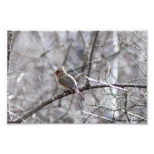 Impression Photo Cardinal féminin