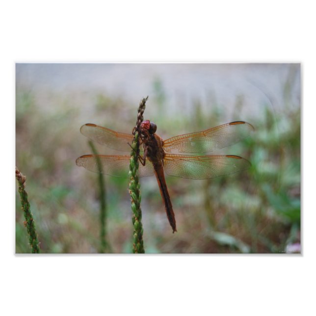 Impression Photo Cardinal Meadowhawk tirage de libellules (Devant)