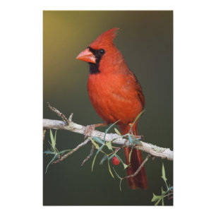 Impression Photo Cardinal rouge, Cardinalis cardinalis, mâle