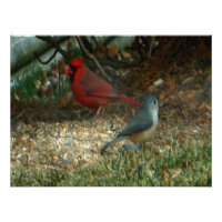 Cardinal Rouge Titsouris Birds