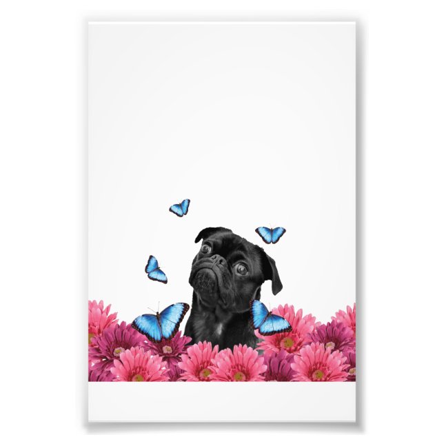 Impression Photo Carlin Gerbera Papillons | Chien noir mignon (Devant)