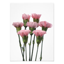 Carnations roses