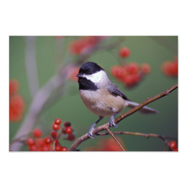 Impression Photo Carolina Chickadee (Devant)
