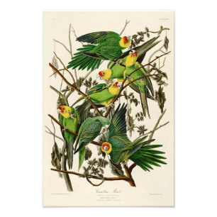 Impression Photo Carolina Parrot John Audubon Oiseaux américains