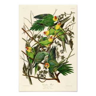 Impression Photo Carolina Parrot John Audubon Oiseaux américains