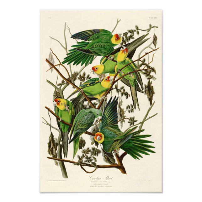 Impression Photo Carolina Parrot John Audubon Oiseaux américains (Devant)