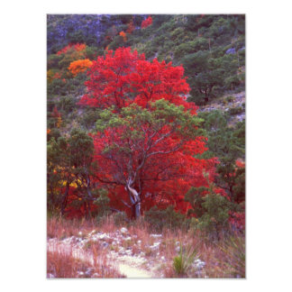 Impression Photo cas