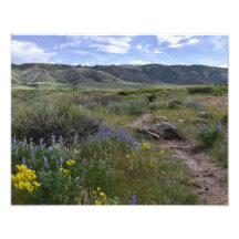 Casper Mountain Seasons - Fleurs sauvages d'été