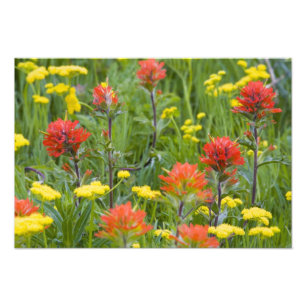 Impression Photo Castilleja et wildflowers de biscuitroot