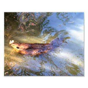 Impression Photo Castor qui nage