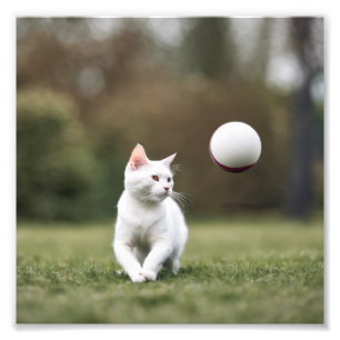 Impression Photo Cat