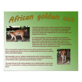 Impression Photo Cat d'or africain