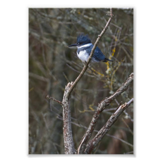 Impression Photo Ceinture Kingfisher Guemes Island