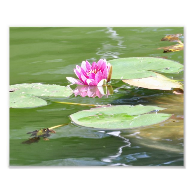 Impression Photo Central Park "Lily Pads" (Devant)