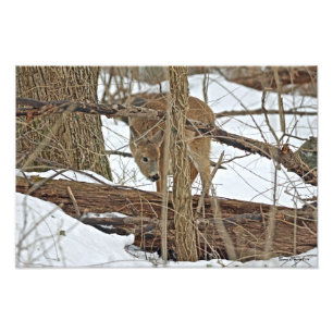 Impression Photo Cerf Blanc En Neige