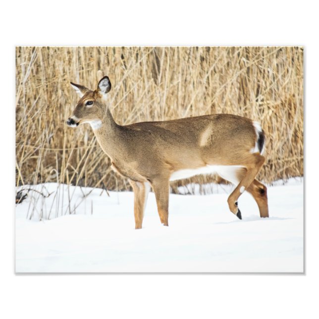 Impression Photo Cerf dans la neige (Devant)