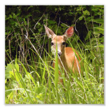 Cerf dans les herbes
