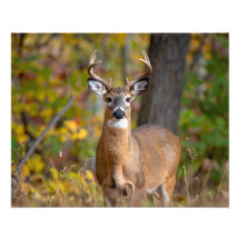cerf de Virginie