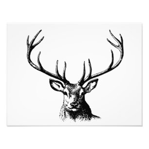 Impression Photo Cerfs Animaux Antlers Nature Faune Hornes Pots