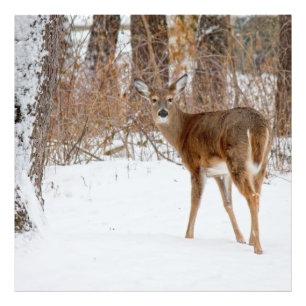 Impression Photo Cerfs communs de mâle de bouton dans le domaine