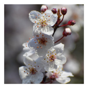 Impression Photo Cerisier