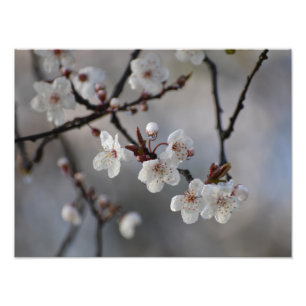Impression Photo Cerisier à fleurs 