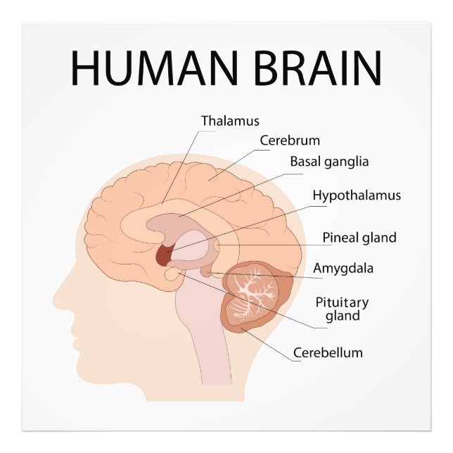 Impression Photo cerveau humain (Devant)