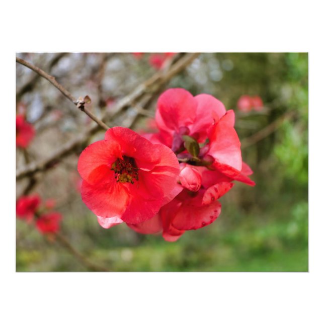 Impression Photo Chaenomeles speciosa (Devant)