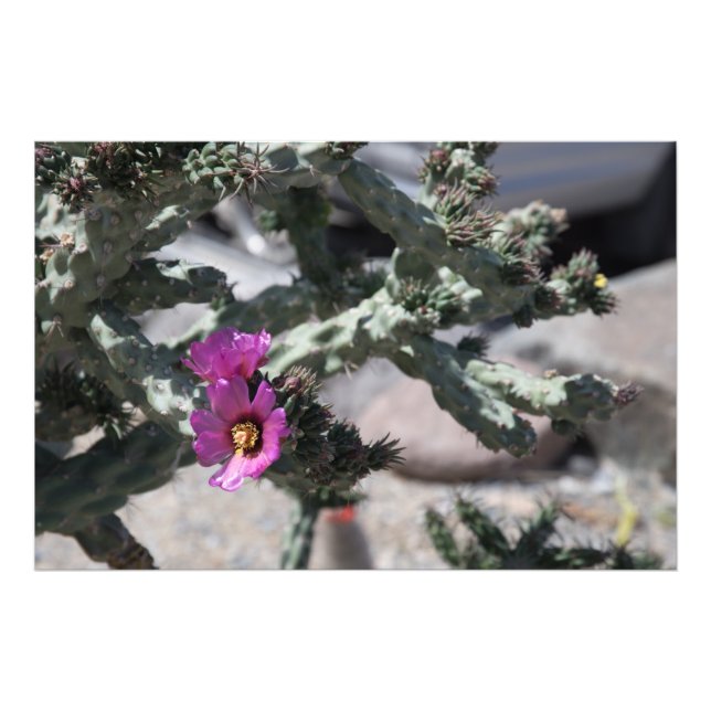 Impression Photo Challa Cactus en fleurs (Devant)