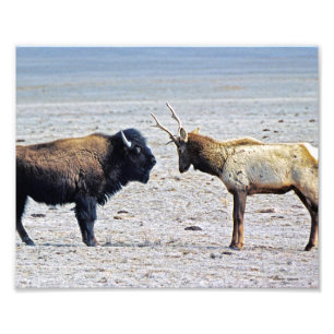 Impression Photo Challenge Elk vs. Buffalo 8x10