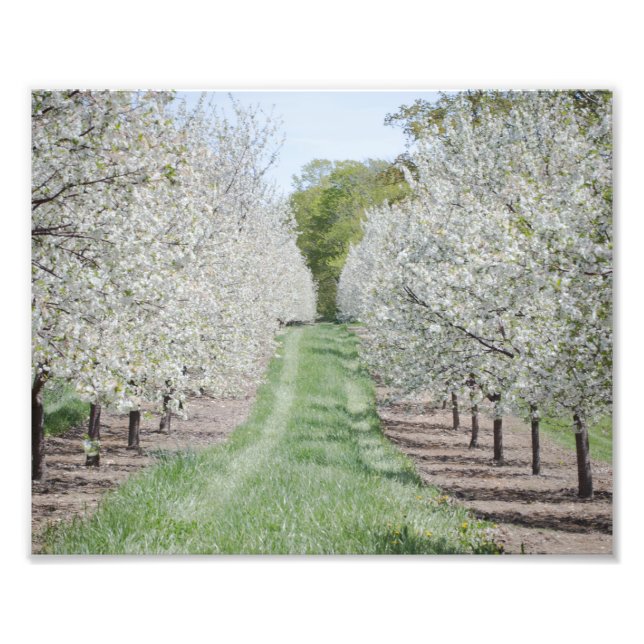 Impression Photo Champ Cherry Tree Blossoms Porte Comté Imprimer (Devant)