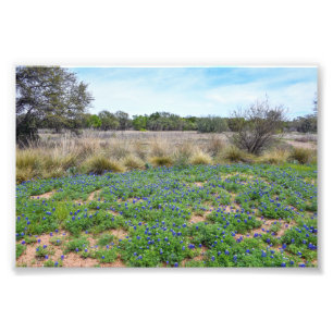 Impression Photo "Champ de Bluebonnet, Austin, Texas