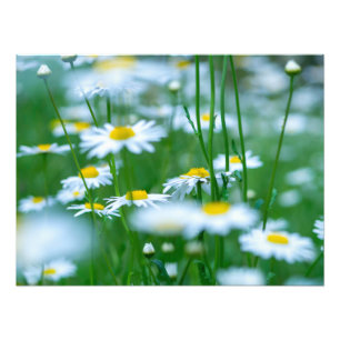 Impression Photo Champ de fleurs