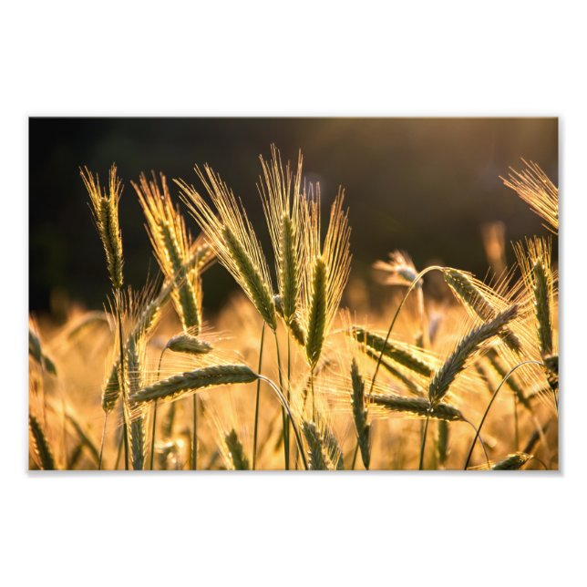 Impression Photo Champ de Frarm Fresh (Devant)
