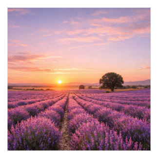 Impression Photo Champ de lavande en fleurs au coucher de soleil do