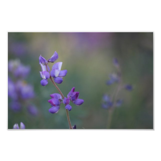 Impression Photo Champ de Lupine (Devant)