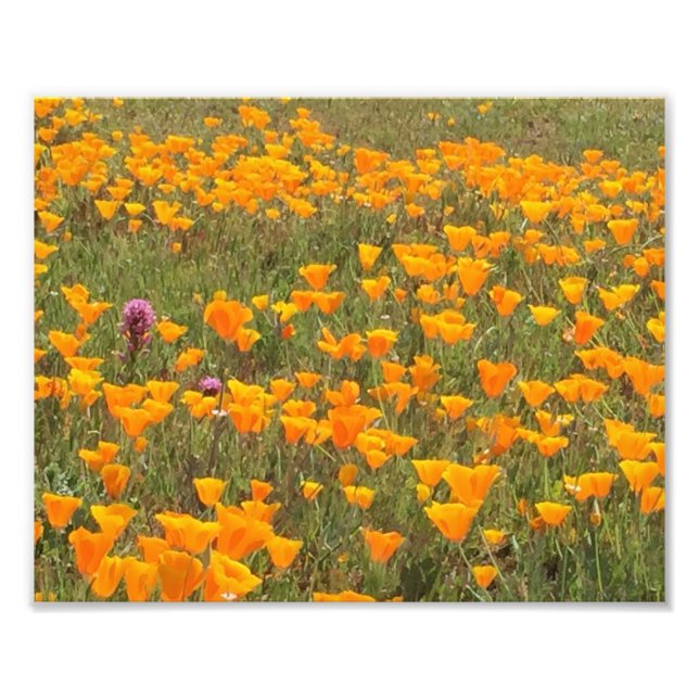 Impression Photo Champ de pavot de Californie (Devant)