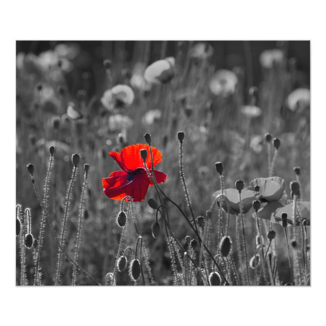 Impression Photo Champ de pavots (Devant)