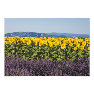 Impression Photo Champ de tournesols et de fleurs de lavande,