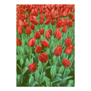 Impression Photo Champ de tulipes en fleurs au printemps.