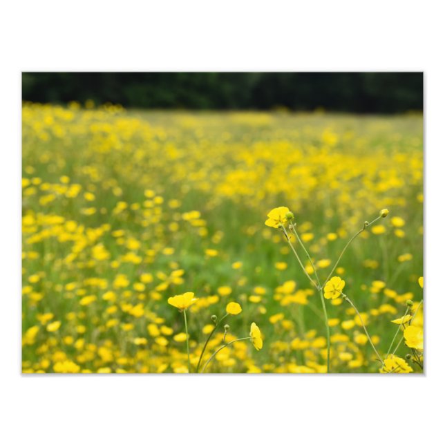 Impression Photo Champ plein de Bouton jaune vif (Devant)